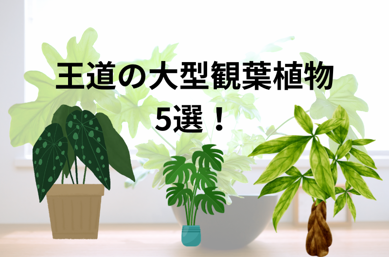 王道の大型観葉植物5選を紹介！