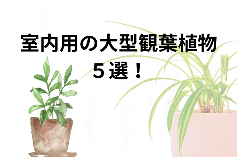 室内用の大型観葉植物5選を紹介！
