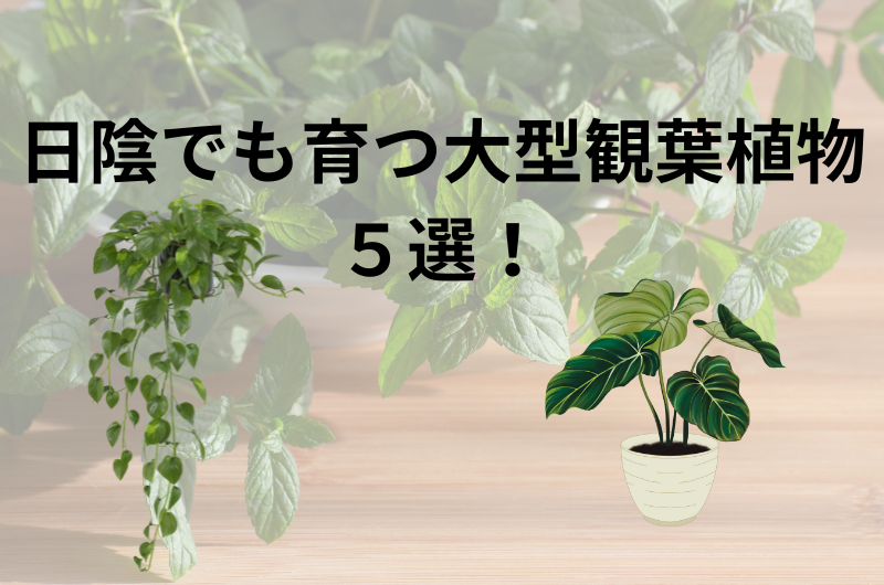 日陰でも育つ大型観葉植物5選を紹介！