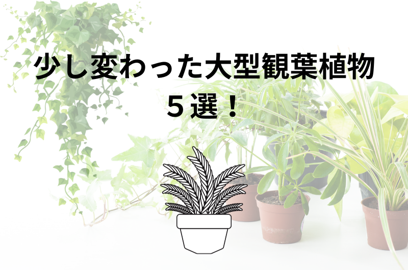 少し変わった大型の観葉植物5選を紹介！