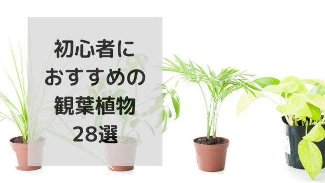 初心者におすすめの王道観葉植物28選を紹介！
