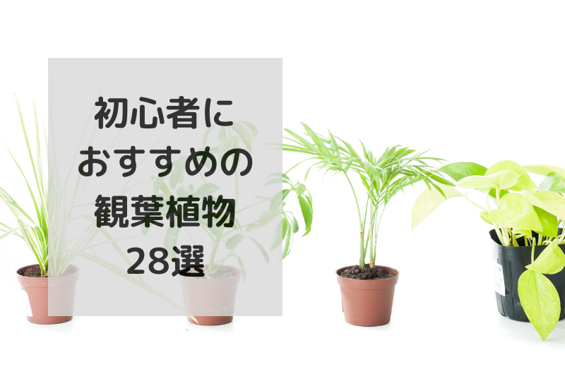 初心者におすすめの王道観葉植物28選を紹介！