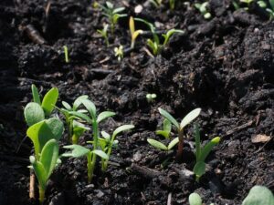 コーヒーの木を育てるために適した土壌環境を作る