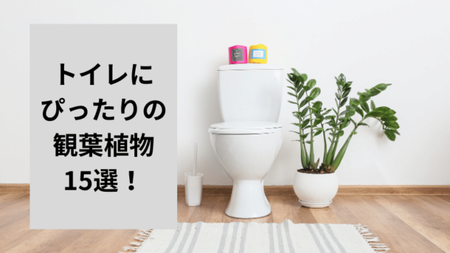 トイレにぴったりの観葉植物15選を紹介！