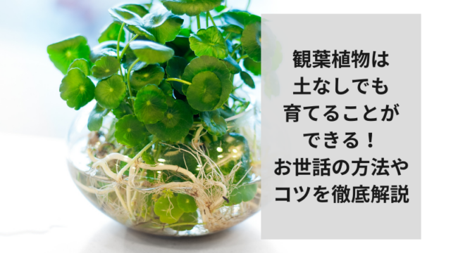 観葉植物は土なしでも育てることができる！お世話の方法やコツを徹底解説