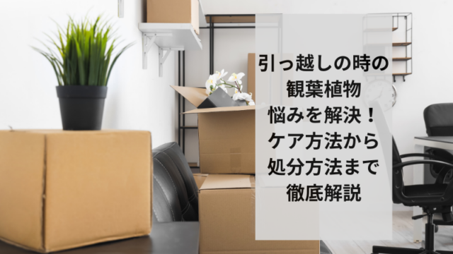 引っ越しの時の観葉植物悩みを解決！ケア方法から処分方法まで徹底解説