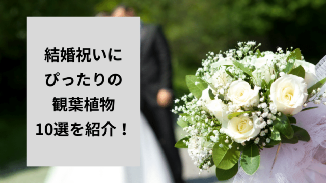 結婚祝いにぴったりの観葉植物10選を紹介！