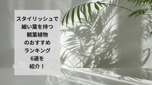 細い葉の観葉植物のおすすめランキング6選を紹介！