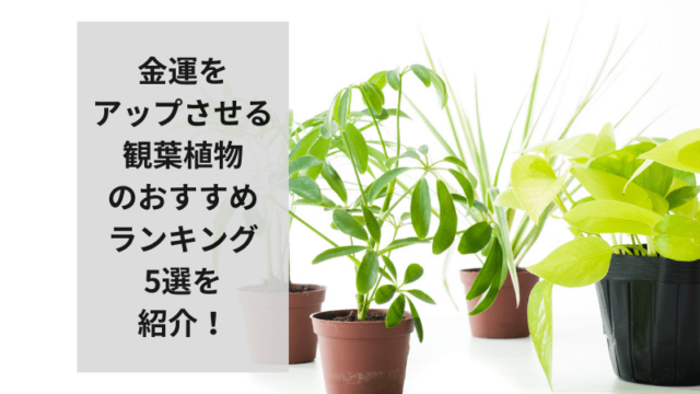 金運をアップさせる観葉植物のおすすめランキング10選を紹介！