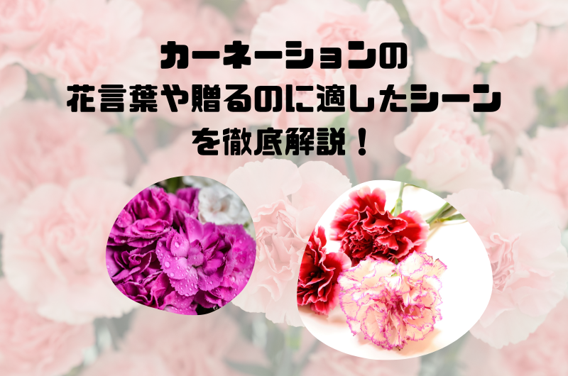 黒いカーネーションの花言葉は？