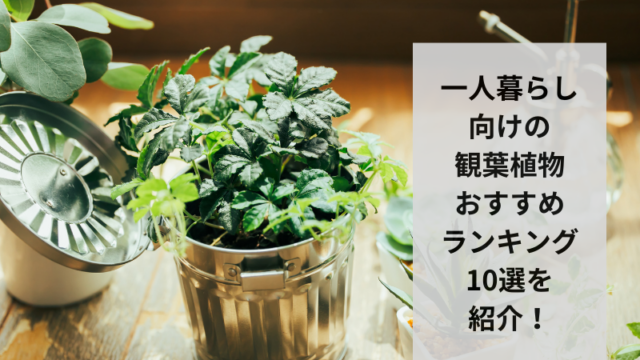 一人暮らし　観葉植物　おすすめ　アイキャッチ