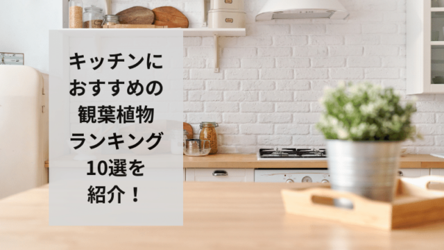 キッチンにおすすめの観葉植物ランキング10選を紹介！